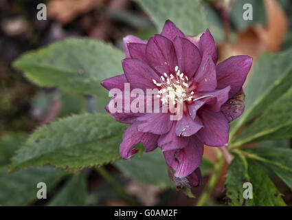 Elleboro Foto Stock