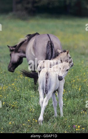 Cavallo di Heck mare con puledri su un prato Foto Stock