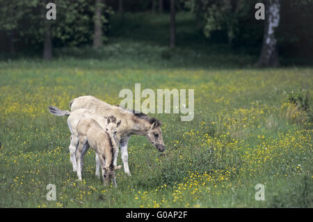 Heck puledri a cavallo su un prato con Buttercup Foto Stock