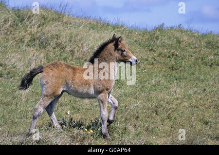 Exmoor Pony puledro attraversando un paesaggio di dune Foto Stock