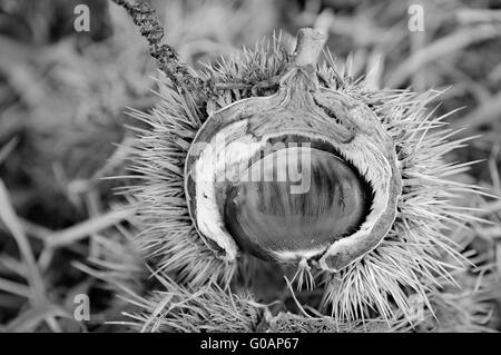 Proprio come nella vita reale la castagna in bianco e nero Foto Stock