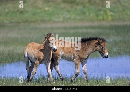 Exmoor Pony puledri a suonare in un lago nelle dune Foto Stock