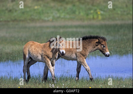 Exmoor Pony puledri a suonare in un lago nelle dune Foto Stock