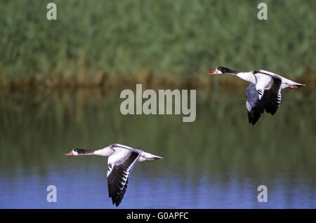 Due capretti Shelducks volando sopra un laghetto Foto Stock