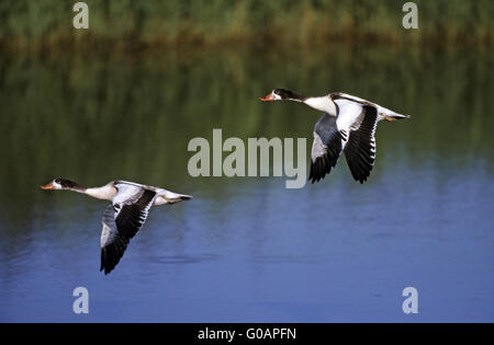 Due capretti Shelducks volando sopra un laghetto Foto Stock