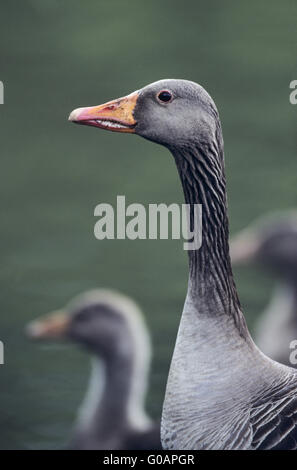 Tre Graylag Goose uccello adulto e cuscini Foto Stock