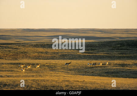 Buck Pronghorn femmine correndo sopra la prateria Foto Stock