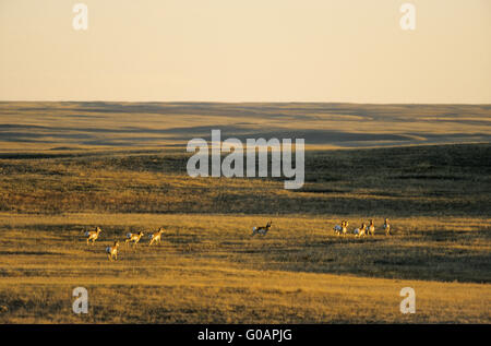 Buck Pronghorn femmine correndo sopra la prateria Foto Stock