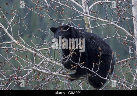 Un orso nero seminare di arrampicata in un aspen tree Foto Stock