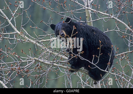 Un orso nero seminare di arrampicata in un aspen tree Foto Stock