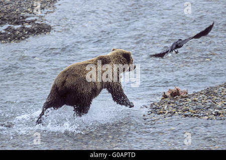 Orso grizzly raccogliendo i resti da un Caribou Coffee Company Foto Stock