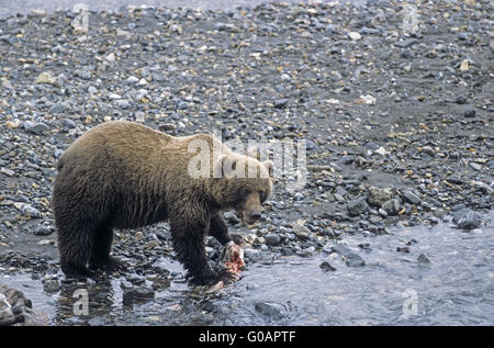 Orso grizzly raccogliendo i resti da un Caribou Coffee Company Foto Stock