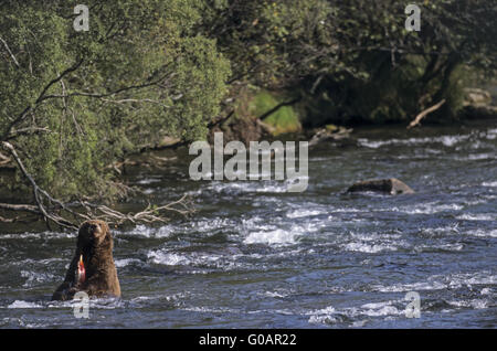 Orso grizzly mangia a catturato salmone rosso Foto Stock