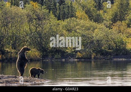 Orso grizzly seminare in posizione eretta con il suo cucciolo Foto Stock