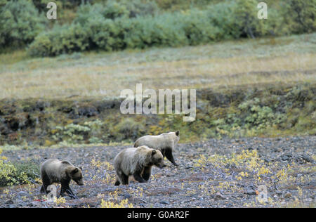 Orso grizzly seminare con i cuccioli alla ricerca di cibo Foto Stock