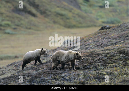 Orso grizzly seminare con cub alla ricerca di cibo Foto Stock