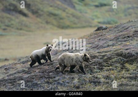 Orso grizzly seminare con cub alla ricerca di cibo Foto Stock