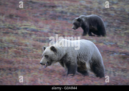 Orso grizzly seminare con cub alla ricerca di cibo Foto Stock