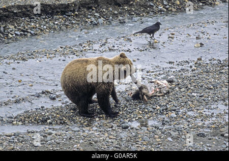 Orso grizzly raccogliendo i resti da un Caribou Coffee Company Foto Stock