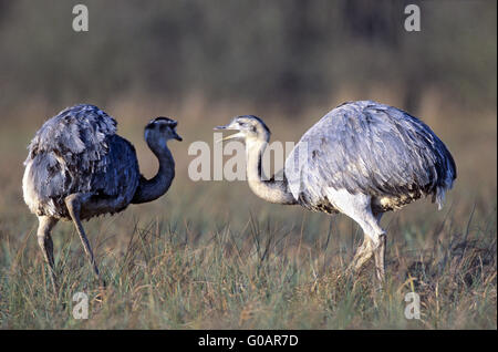 Maggiore Rheas rovistando in una area paludosa e Foto Stock