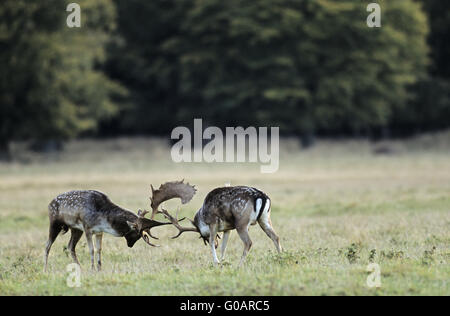 Daini cervi combattimenti Foto Stock