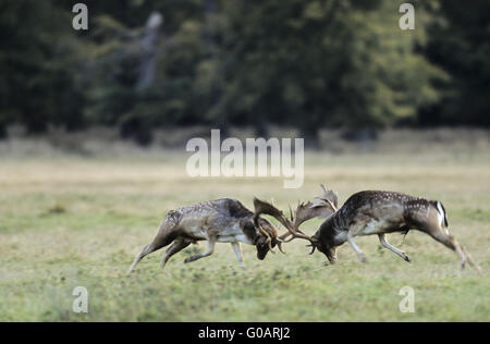 Daini cervi combattimenti Foto Stock