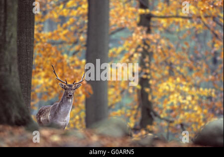 Giovane daino cervo a cadere in una foresta di faggio Foto Stock