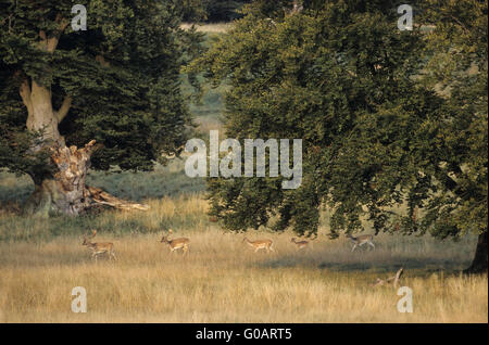 Daini Hart, hind e dam attraversando un prato Foto Stock