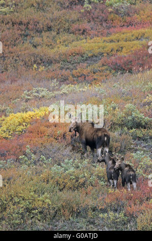 Mucca alci e croste nella tundra in autunno Foto Stock