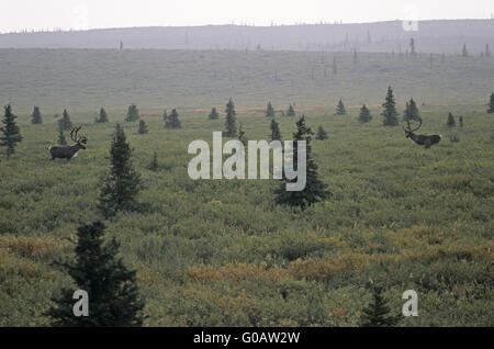 Bull Caribous con corna di velluto nella tundra Foto Stock