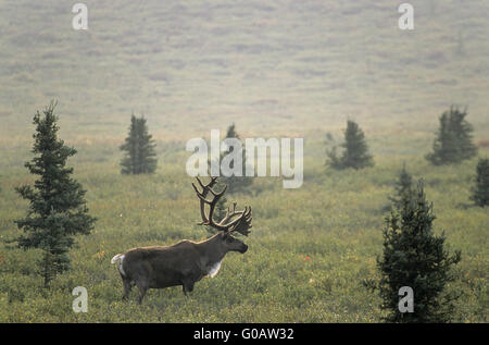 Bull Caribou Coffee Company con corna di velluto nella tundra Foto Stock