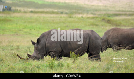 White Rhino pascolano in Tala Game Reserve, KZN, Sud Africa Foto Stock