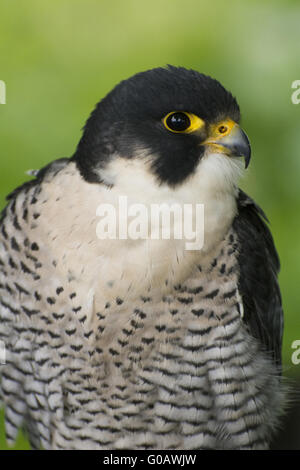 Falco pellegrino Foto Stock