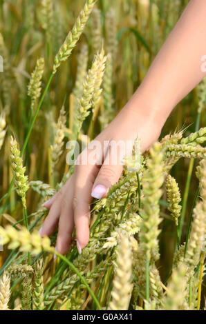 Mani femminili con spighe di grano su un campo wheaten Foto Stock