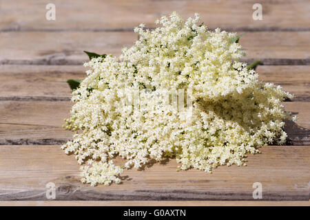 Umbels di un anziano bush Foto Stock