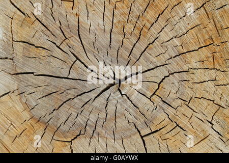 Texture di legno intagliate di tronco di albero Foto Stock