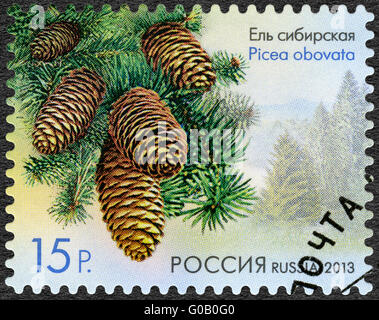 RUSSIA - 2013: mostra siberiano Abete (Picea obovata), Serie Flora della Russia, coni di alberi di conifere e arbusti Foto Stock