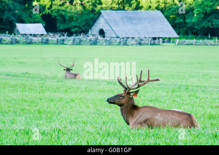 Elk poggiante su un prato di Great Smoky mountains Foto Stock