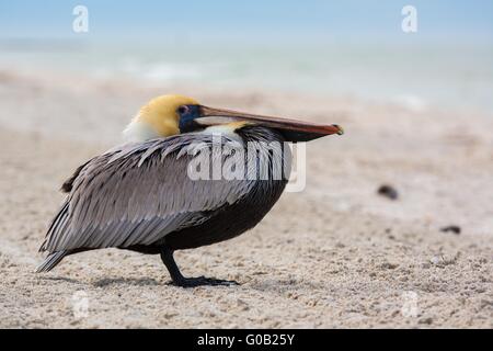 Close up di un pellicano in Florida su una spiaggia del golfo del Messico Foto Stock