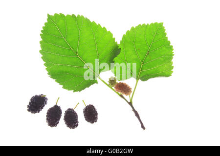 Gelso nero (Morus nigra) Foto Stock