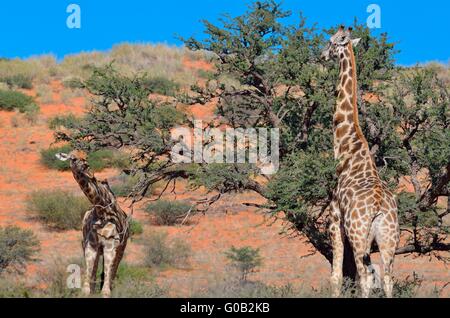 Due giraffe (Giraffa camelopardalis), di alimentazione su un albero di acacia, Kgalagadi Parco transfrontaliero, Northern Cape, Sud Africa Foto Stock