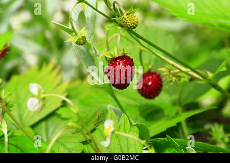 Tirolese di fragole di bosco Foto Stock