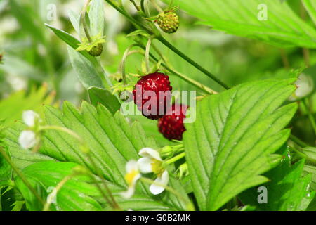 Tirolese di fragole di bosco Foto Stock