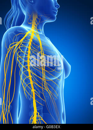 3d reso illustrazione della femmina del sistema nervoso Foto Stock