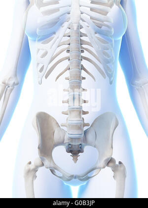 3d reso illustrazione del scheletro femminile Foto Stock