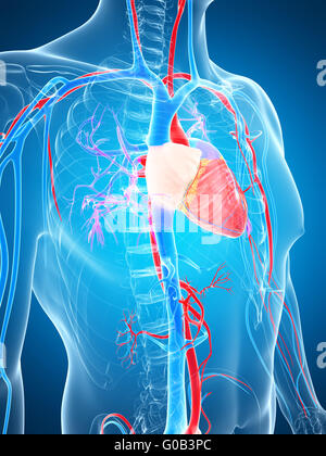 3d reso illustrazione del sistema vascolare umano Foto Stock