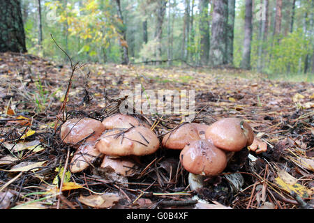 Nizza di funghi Suillus nella foresta Foto Stock
