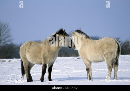 I diavoli a cavallo di toelettatura i puledri ogni altro Foto Stock