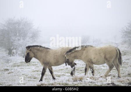 Cavallo di Heck puledro mordere giocosamente nel fianco Foto Stock