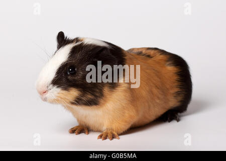 Colorato piccolo cavia Foto Stock